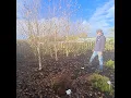 Betula Jacquemonti white bark Birch