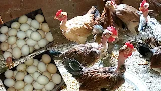 مفيش غير سلاله الفراخ البلدى الوحيده التجمعى منها بيض بالجرادل علشان كده البيض بيطلب منى للتفريخ 