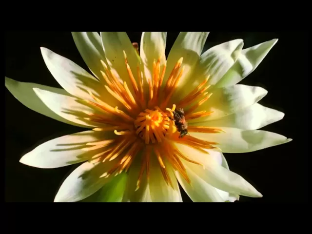 Kingdom Of Plants With David Attenborough Trailer