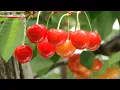 Download Lagu Fabulous Fruit