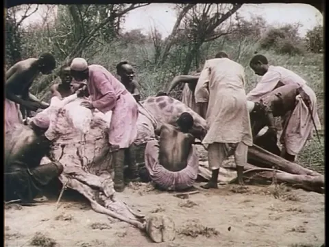 Chasse à la girafe dans l’Ouganda (1911) Pathé