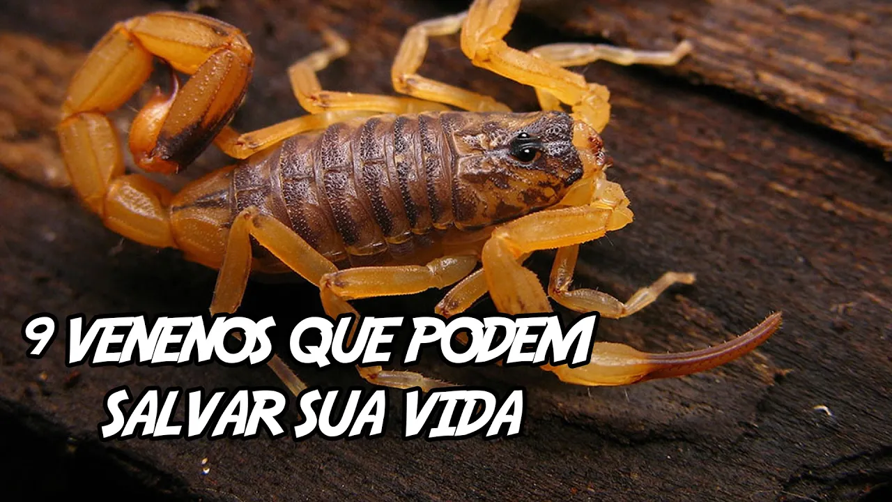 9 Venenos que Podem Salvar sua Vida