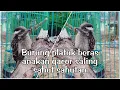 Download Lagu Burung Platuk Beras anakan gacor saling sahut sahutan