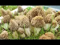 Project Presentation Controlled Indoor Cultivation of Morel Mushrooms All-year-round