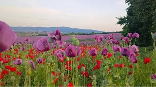 Purple Red Poppy Field Evening Birdsong 4K Color Therapy 1 Hour Calm Restore