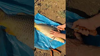 طيقة تنظيف سمك الكارب  صيد  سمك  كارب دندنها