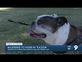 Tucson being a dog-friendly city has it s pawsitives and negatives