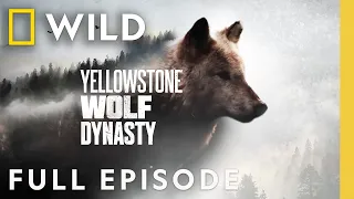 Fight For Wolf Valley Full Episode Yellowstone Wolf Dynasty Nat Geo Animals  Fight For Wolf Valley Full Episode Yellowstone Wolf Dynasty Nat Geo Animals