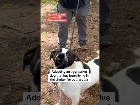 Dog Daddy Helps Angry Dog.