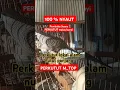Download Lagu suara burung perkutut lokal nutut panjang
