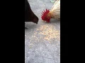 Sexlink Chickens Sex