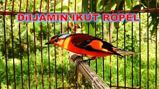 Download SUARA MANTENAN GUNUNG NGEPLONG MANTENAN LAIN LANGSUNG NYAUT MP3