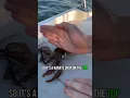 Download Lagu How to humanely kill a squid for food/bait.