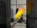 Download Lagu Love Bird Fighter Lutino MM Durasi