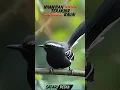 Nyanyian terakhir burung Kauai o'o #beranda #trending #fyp #fypシ #kauai #kauaihawaii #animal #viral