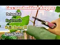 Download Lagu Cara Membuahkan Anggur Untuk Pertama Kali bagi Pemula‼️Anti zonk ✅