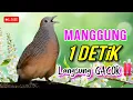 Suara Pancingan Perkutut, Masteran Perkutut Lokal Teruji AMPUH ANTi GAGAL !! 1 DETiK Manggung GACOR