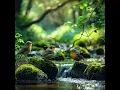 Waterside Binaural Bird Calls