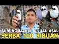 Download Lagu S1NT1NG !! NIH POKSAY DUA EKOR 100 RIBU  SIRI² SUMATRA CUMA 100 RIBU DI PASAR BURUNG PRAMUKA 