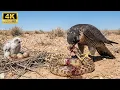Peregrine Falcon 120 Days From Egg To The Fastest Killer Alive