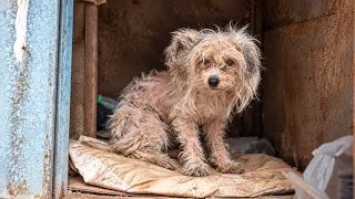 Rescuing an Extremely Matted Dog Who Shook at Every Touch