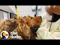 Lagu Huge Matted Dog Found In A Busy Intersection | The Dodo