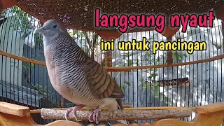 Download Perkutut lokal gacor suara nyaring cocok untuk pancingan. MP3