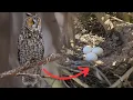Nests of the UK s Rarest Owl Buzzard Goldcrest More Finding Monitoring 2025