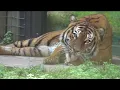 No charges in tiger incident in Naples