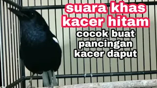 Download suara khas kacer dada hitam,bagus buat pancingan kacer lain MP3