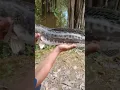 Download Lagu strike🎣!! mancing ikan toman babon #fishing #shortsvideo #yearofyou