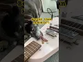 Download Lagu Bisakah ANJING saya bermain GITAR? #notaluthier #anjing #chiweenie #gitar #gitarelektrik #sains #...