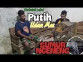 Lagu Perkutut Lokal Alam || PUTIH 😱 Udan mas🤩 Penunggu Sumur Geneng Kena Suluh Loor..‼️