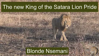 Meet The New Lion King Of The Satara Lion Pride – Blonde Nsemani