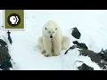 Download Lagu Polar Bear Mom Creates Avalanche to Save Family