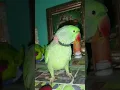 Download Lagu bye ❤️🦜 #parrot #birds #funny #pets #talkingparrot #talkingparot #mithukibatain #funnyparrot #cute Download Lagu bye ❤️🦜 #parrot #birds #funny #pets #talkingparrot #talkingparot #mithukibatain #funnyparrot #cute