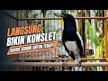 suara BURUNG kacer GACOR ngeplong KONSLET Tarung ini Paling Ampuh buat PANCINGAN KACER agar EMOSI