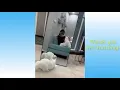Download Lagu Cute Pets And Funny Animals  Compilation # 1 | Gilbert Bucong