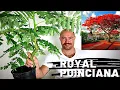 Download Lagu Repotting a seed grown Royal Poinciana Bonsai | Growing Royal Poinciana From Seed Part 4