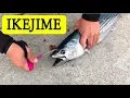 The IKEJIME Compilation. The Right Way to Kill a Fish.