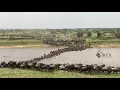 Download Lagu Wildebeest Migration River Crossing, Serengeti National Park