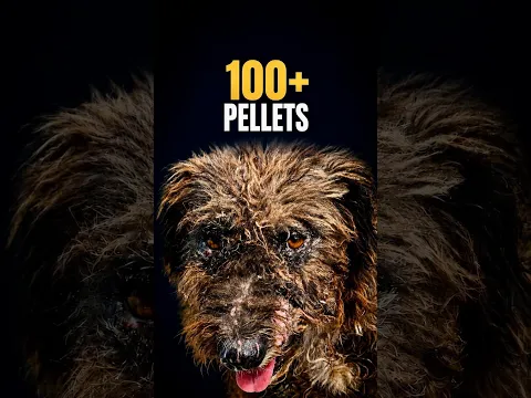 His X-Ray Revealed Over 100 Shotgun Pellets