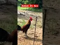 Download Lagu Kokok Pikat F1 || Ayam hutan sumatra