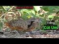 Download Lagu Tiếng chim cút chuẩn | tiếng chim cút um chuẩn | Câu Cá và Săn Bẫy