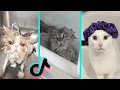 Cat vs Bath time - Funny Cats Bathing Compilation Tiktok Compilation