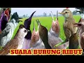 Download Lagu Suara pikat burung ribut! Untuk semua jenis burung besar dan burung kecil