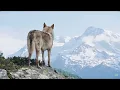 Download Lagu De Sneeuwwolf