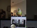 Download Lagu Beat Beaks with Izzy the Conure aka DJ Izzy J #shorts