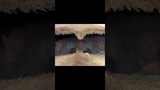 Want To Hear The Most Annoying Sound In The World 