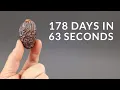 Growing a DATE PALM TREE Time-lapse